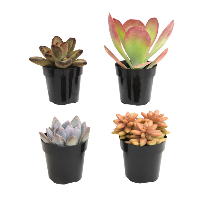 mini pot plants Tall Fake Potted Tree Plant