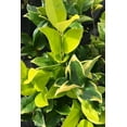 thumbnail image 6 of Ligustrum Japonicum Howardi - 3 Live Plants - Privet Howardii - Variegated Evergreen Shrub, 6 of 6