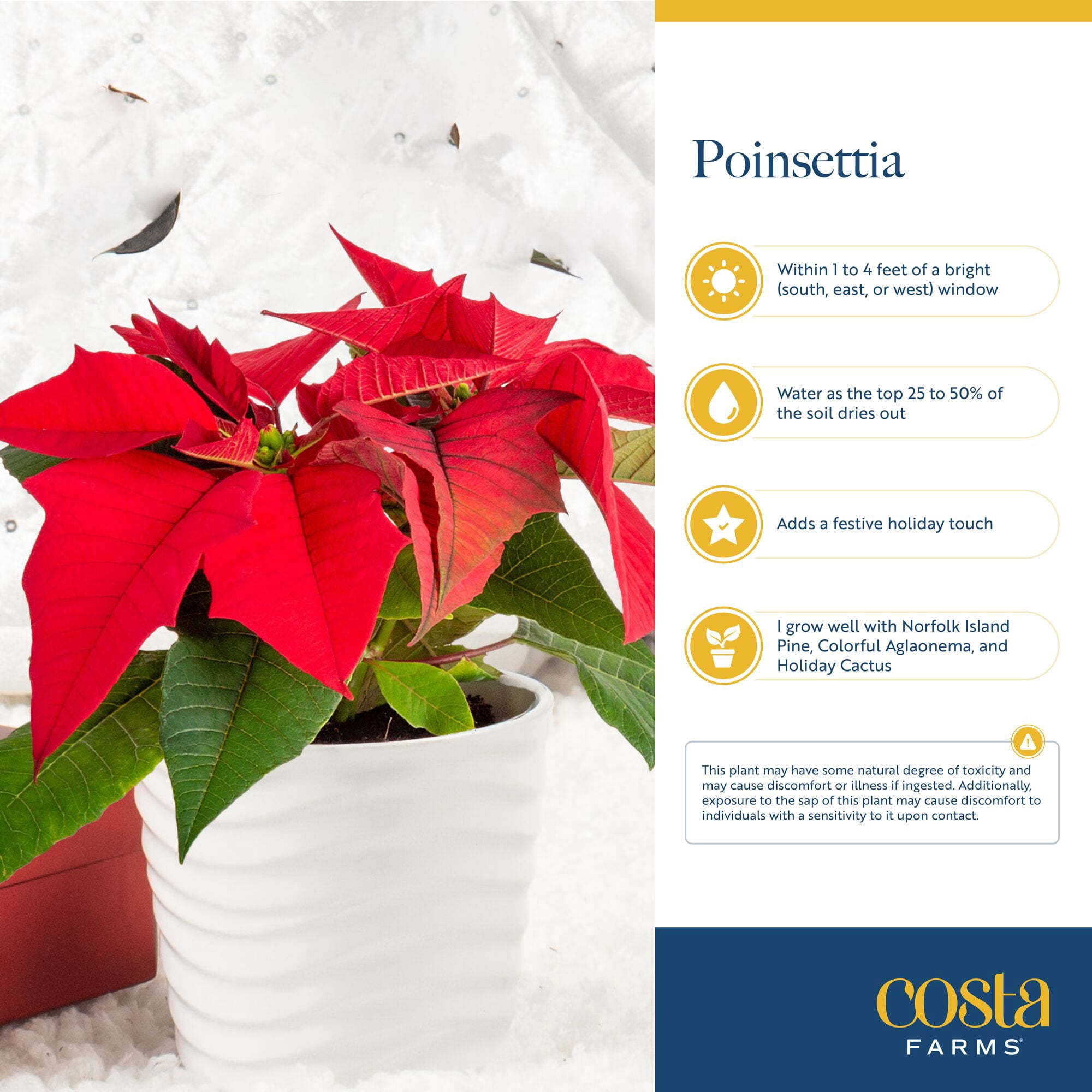 Costa Farms 6-10" Tall Red Poinsettia, Bright Indirect Sunlight, Indoor Live House Plants
