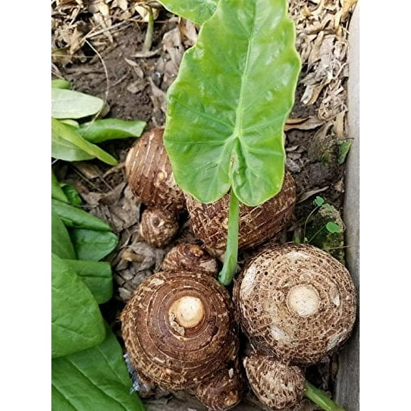 Greenhouse PCA Elephant Ear Taro Plant Bulbs (3 Count), Vibrant and Healthy