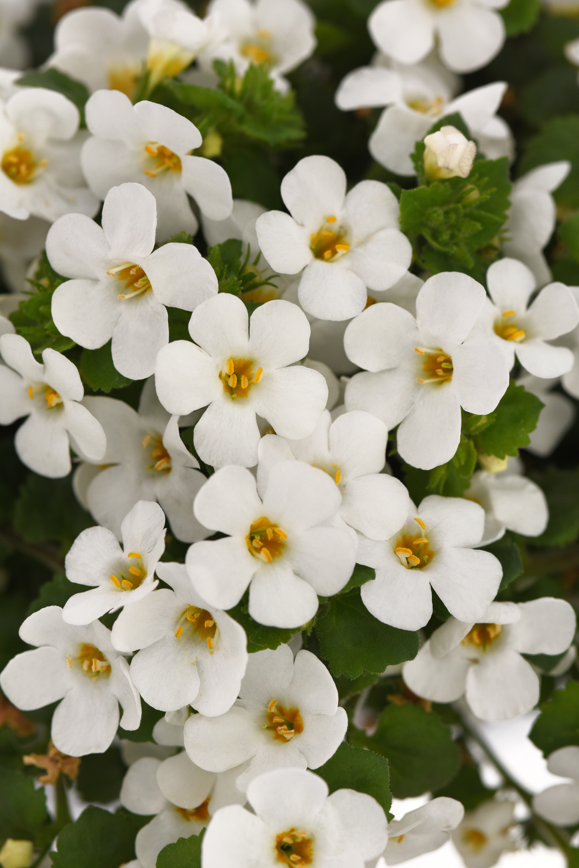 Better Homes & Gardens 1QT Bacopa Megacopa White Annual Live Plant Full Sun