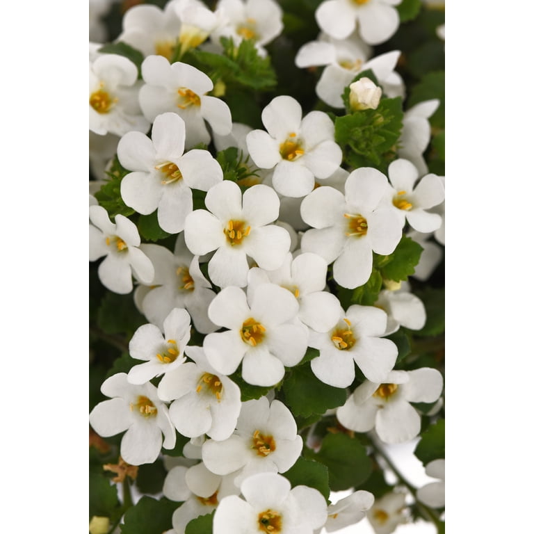 Better Homes & Gardens 1QT Bacopa Megacopa White Annual Live Plant