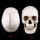 thumbnail image 4 of 1pc White Resin Human Skull Lifesize Drawing Model Replica Drawing Party Ornament, 4 of 4