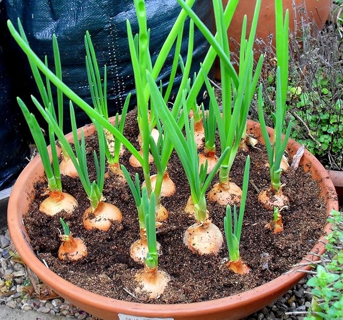 Mixed Red, White and Yellow Onion Sets 1 Pound, Non-GMO Bulbs for Planting - Onion Assortment