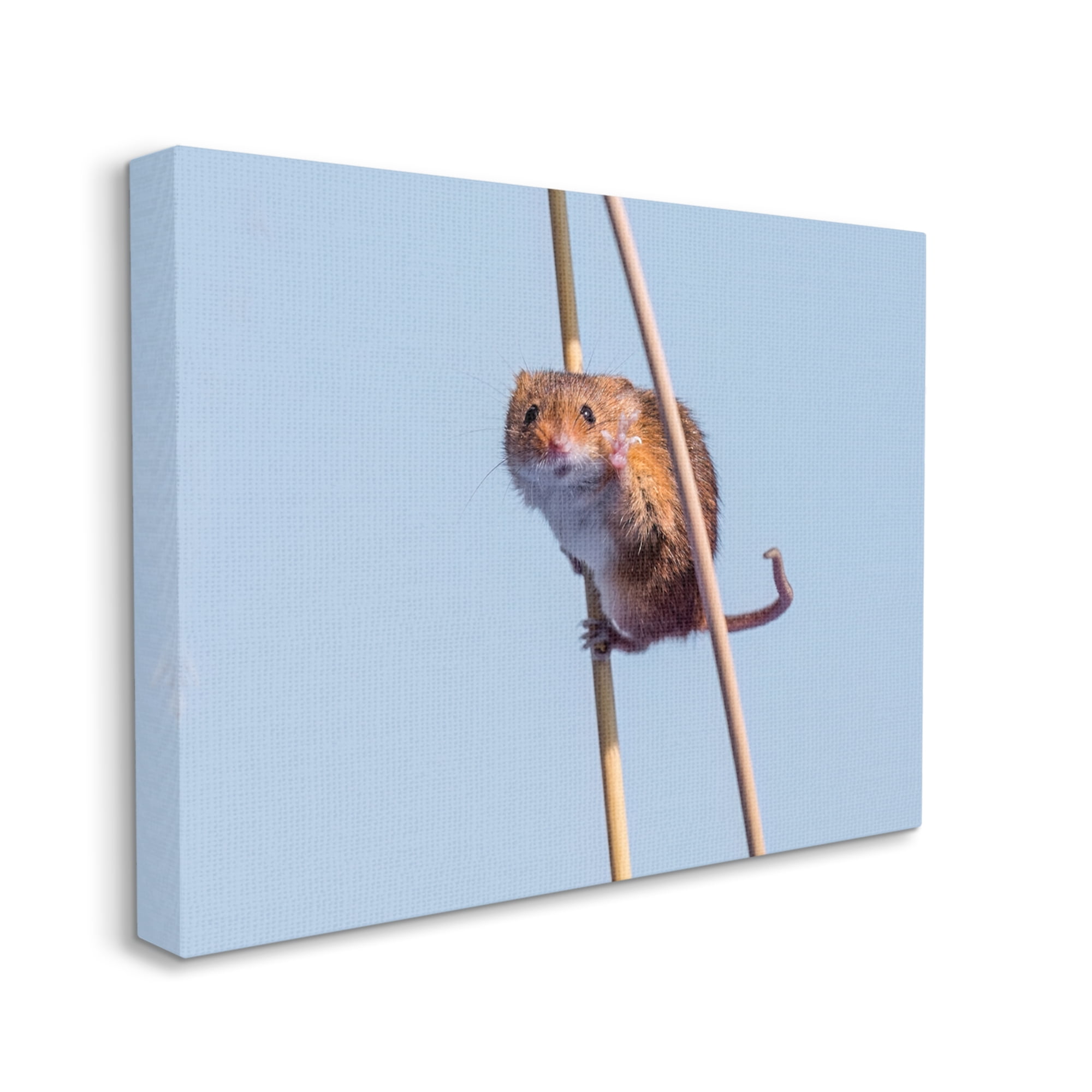 Stupell Industries Funny Balancing Mouse Animals & Insects Photography Gallery Wrapped Canvas Art Print Wall Art, 40 x 30