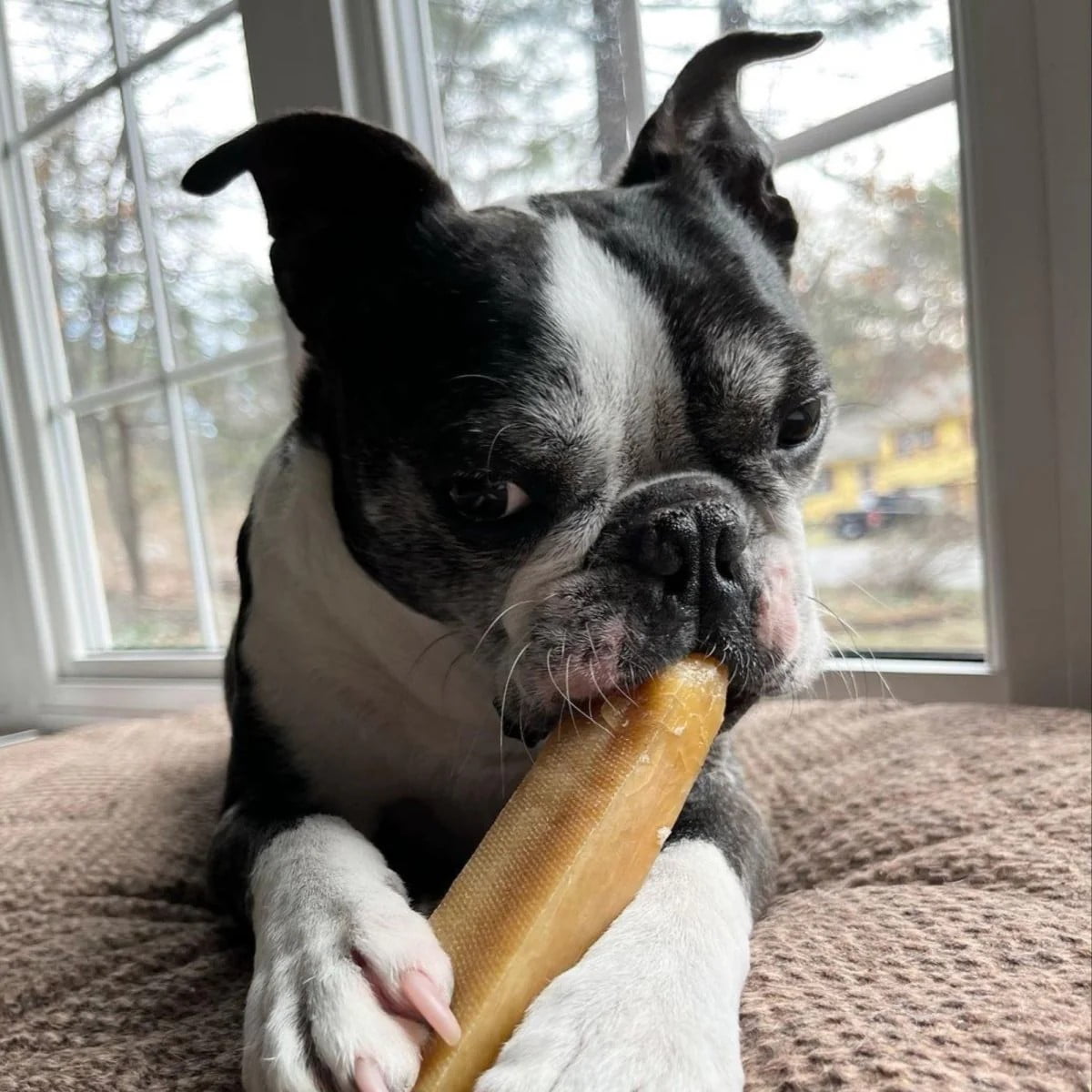 Best Bully Sticks Himalayan Yak Cheese for Dogs X-Large 3 Count -Natural, No Lactose, Odor Free, Long-Lasting Snack