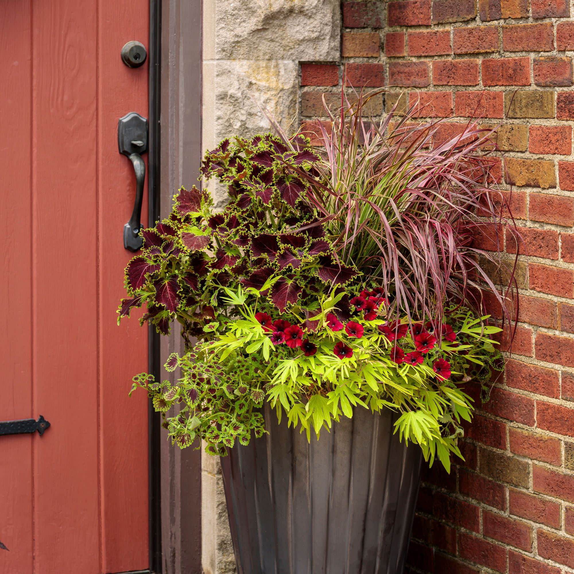Proven Winners 4" Multicolor ColorBlaze Wicked Witch Coleus Live Plant in 4.25" Pot (4 Count)