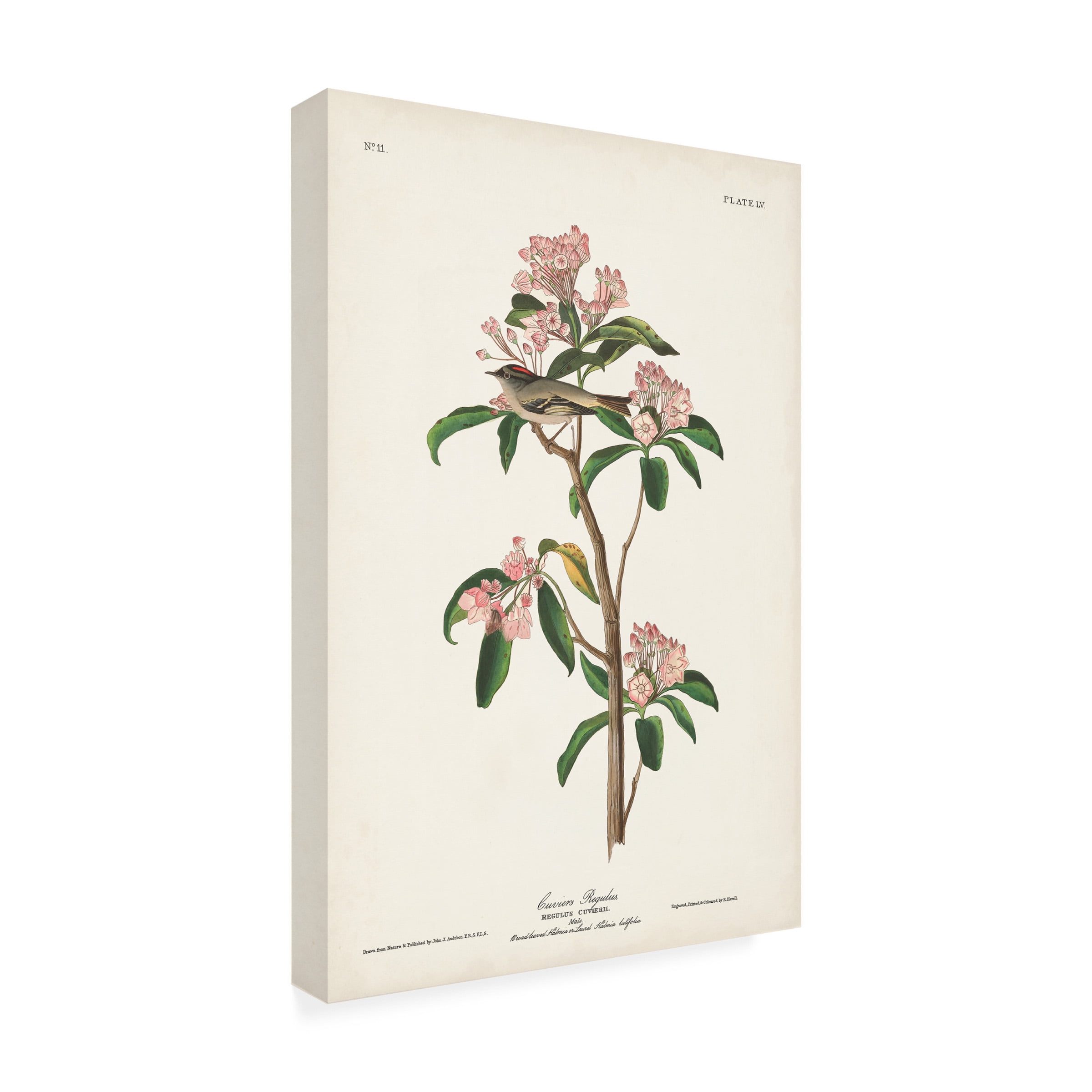 John James Audubon 'Cuviers Regulus' Canvas Art