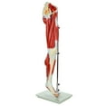 thumbnail image 3 of Axis Scientific Life-Size Human Leg Musculature Model — Detailed 15-Part Muscular Anatomy with Stand — Educational Anatomical Lower Limb Display - Includes Full Color Manual, 3 of 12