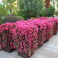 thumbnail image 4 of LSLXA Artificial Hanging Flowers for Outdoors Realistic Silk Fake Floral Realistic Faux Plants Decorations for Hanging Baskets, Planters-Porch, Patio, Yard Decor, 4 of 5