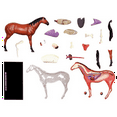 thumbnail image 2 of Animal Organ Anatomy Model 4D Horse Intelligence Assembling Toy Teaching Anatomy Model DIY Appliances, 2 of 6
