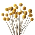 thumbnail image 1 of Ramos en miniatura y majestuosos, arreglos de flores secas hechos a mano, 1 of 5