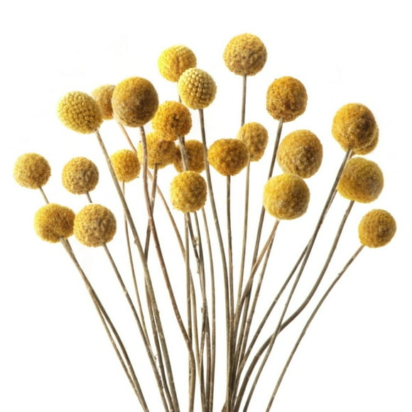 20 Pcs Bouquet de Fleurs Séchées Yunnan Petites Boules-Grande 1 Pce