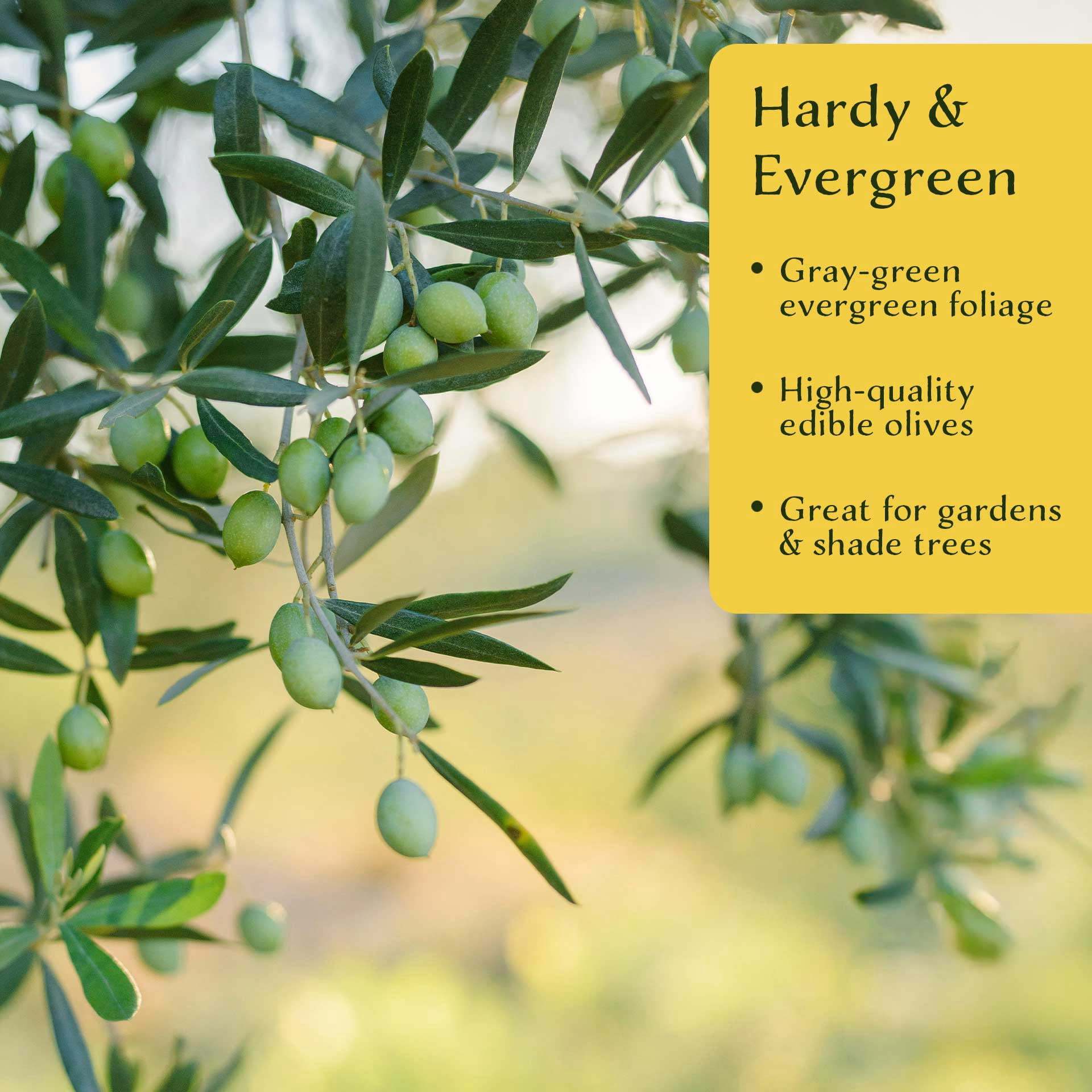 6 Mission Olive Trees – Evergreen Edible Olive Fruit Tree for Indoor or Outdoor Growing, Mediterranean Patio & Container Plant (Olea europaea ‘Mission’) in 3.5″ Cubes, Live Plants