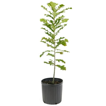 National Plant Network 3-gal Bur Oak Live Tree with Full Sunlight