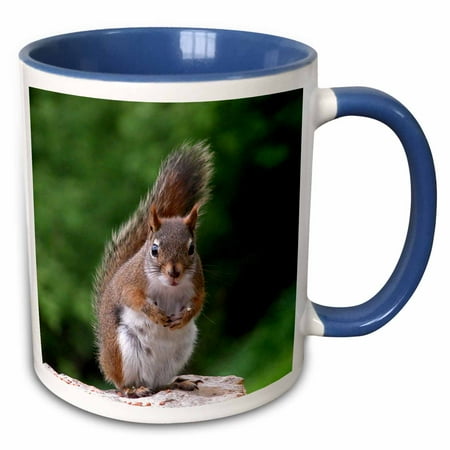 Attitude Squirrel - 3dRose Red Squirrel with Attitude - Two Tone Blue Mug, 11-ounce