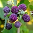 thumbnail image 5 of 4 Glencoe Thornless Raspberry Live Plants, Berry Bush Plant, 4-6 Inch Tall, 5 of 6