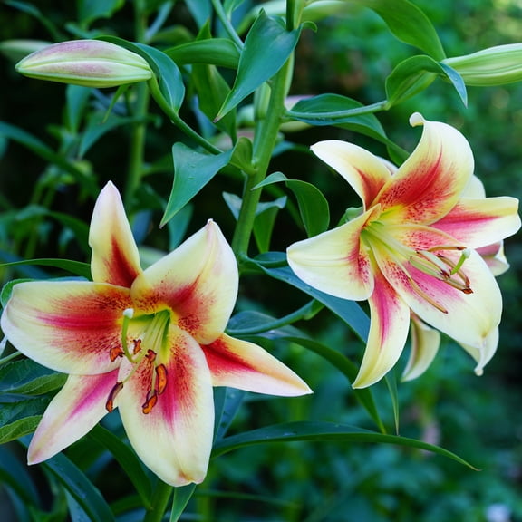 Robert Swanson Orienpet Lily Flower Bulbs - 3 Lilies Per Pack - Easy to Grow Live Plant - Fragrant - Good as Cut Flowers - Attracts Butterflies and Hummingbirds