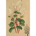thumbnail image 2 of Charles Antoine Lemaire 13x18 Gold Ornate Wood Frame and Double Matted Museum Art Print Titled - Peperomia Resedaflora (1854-1896), 2 of 4