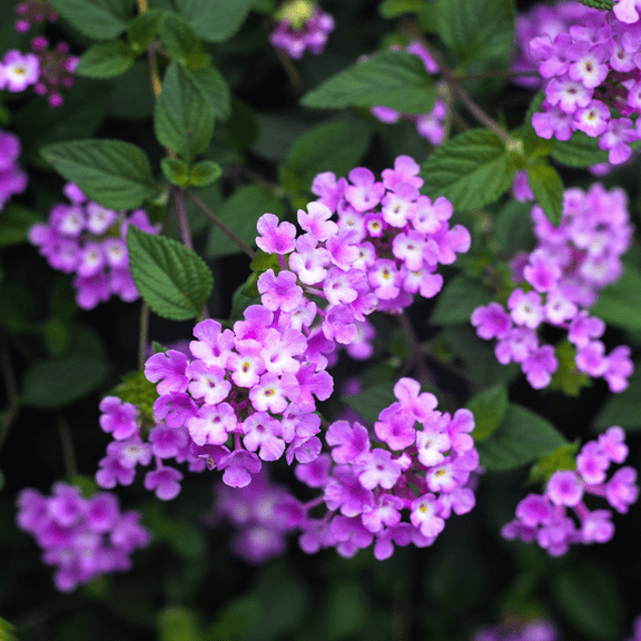 Purple Lantanas Live Plant, Bright Purple Flowers Shrubs for Planting, Lantanas Bush for Long Last Blooming, 4 Inch Pot