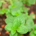 thumbnail image 4 of Greek Oregano Live Plant, Indoor Herb Garden Starter, Edible Flavorful Herb (4 Inch Tall), 4 of 5