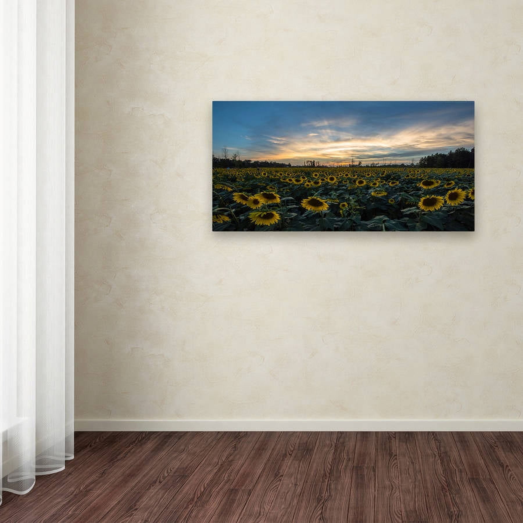 Trademark Fine Art "Sunset Sunflowers" Canvas Art by Kurt Shaffer