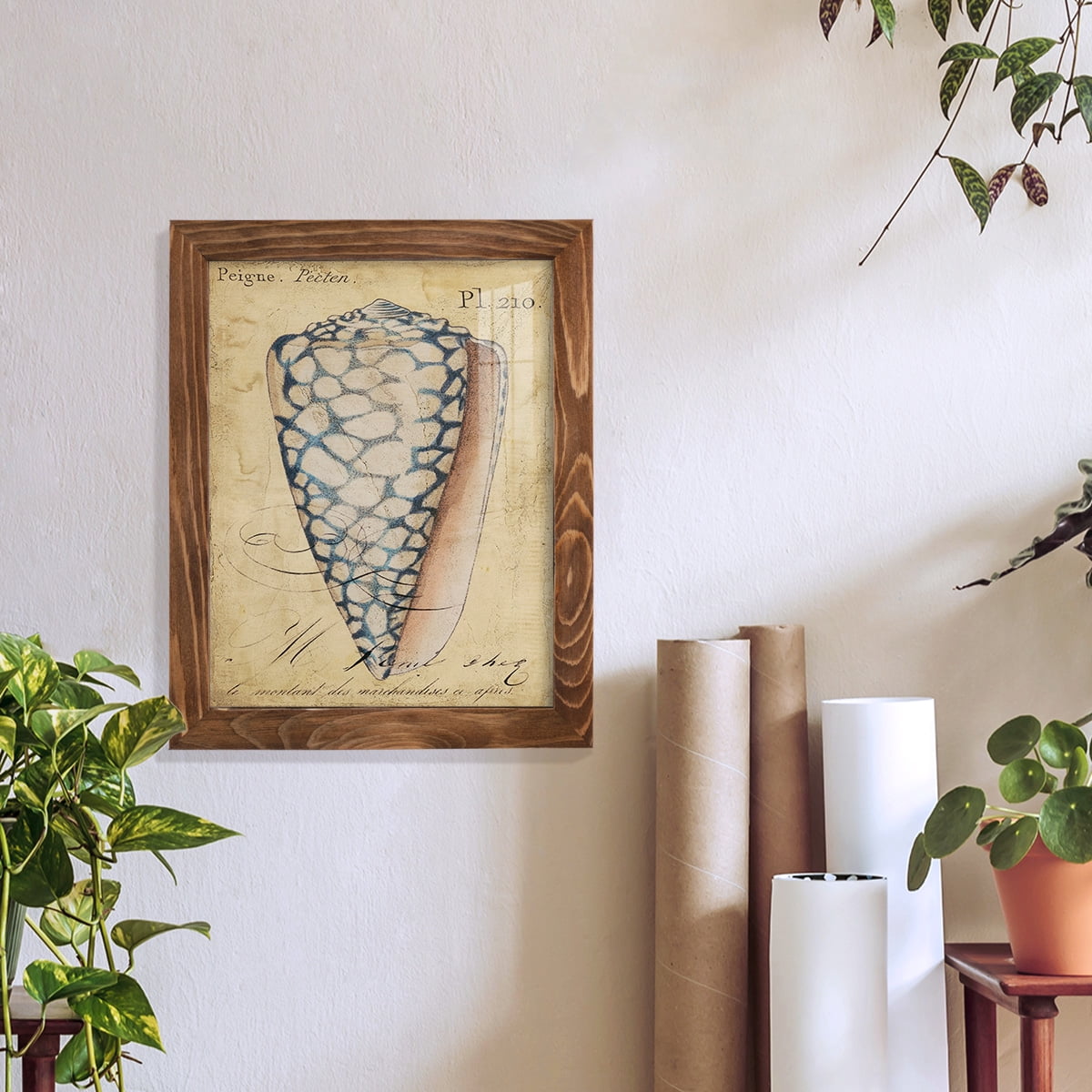 Seashell Ephemera IV - Framed Print w/glass - Walnut