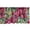 Magenta Laurel Green, variant on Leafy Pattern Window Valance, Tropical Design Pastel Colors Leaves Silhouette on Plain Back, Curtain Valance for Kitchen Bedroom with Rod Pocket, 54" X 18", Coral Dark Yellow White, by Ambesonne