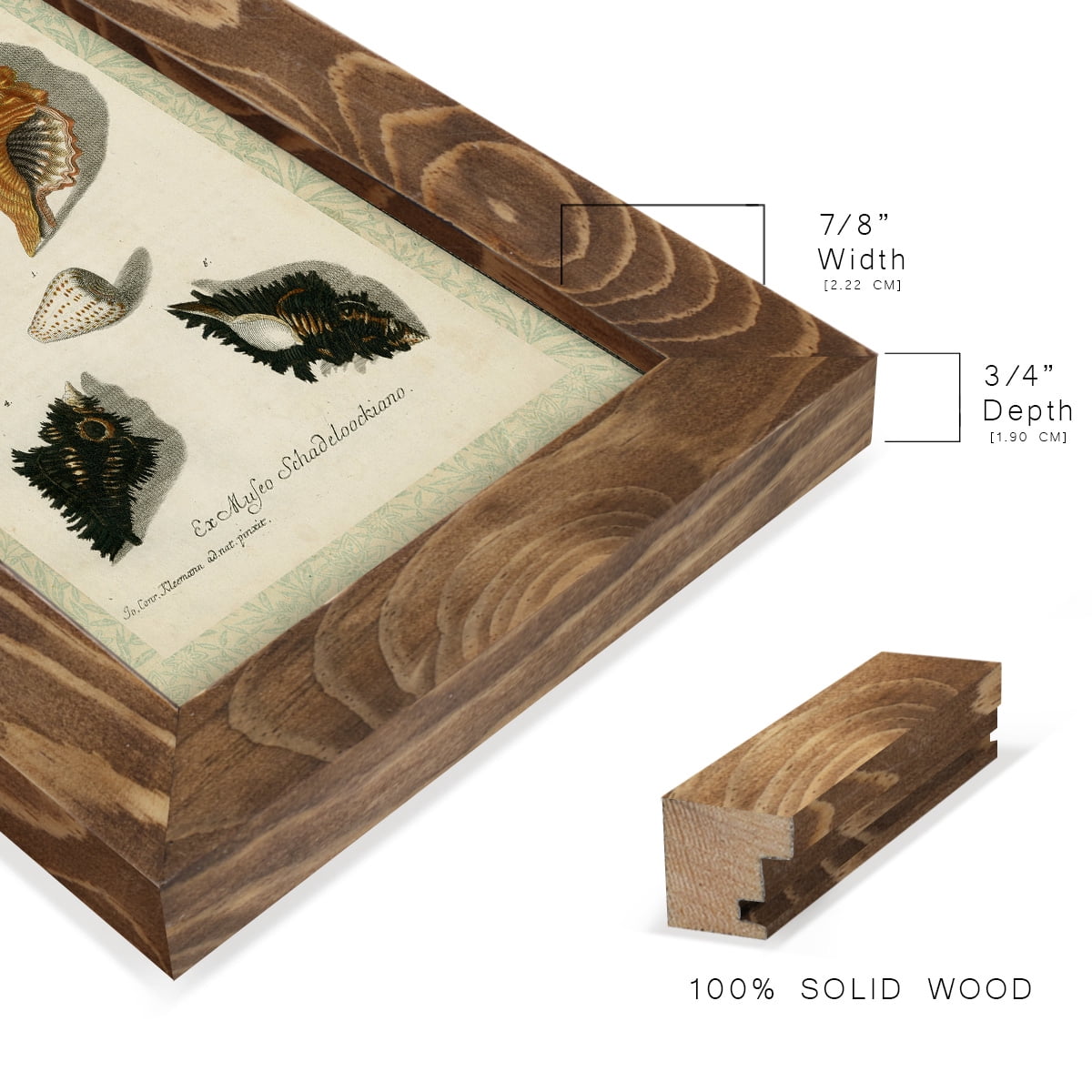 Bookplate Shells I - Framed Print w/glass - Walnut