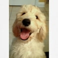 thumbnail image 3 of CafePress - Happy Goldendoodle Sweatshirt - Crew Neck Sweatshirt, 3 of 4