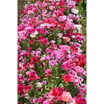 500 Pink FAREWELL TO SPRING Clarkia Elegans Godetia Flower Seeds
