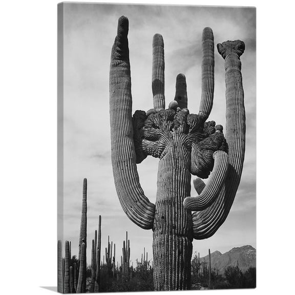 ARTCANVAS Cactus - Saguaro National Monument - Arizona Canvas Art Print by Ansel Adams - Size: 12" x 8" (0.75" Deep)