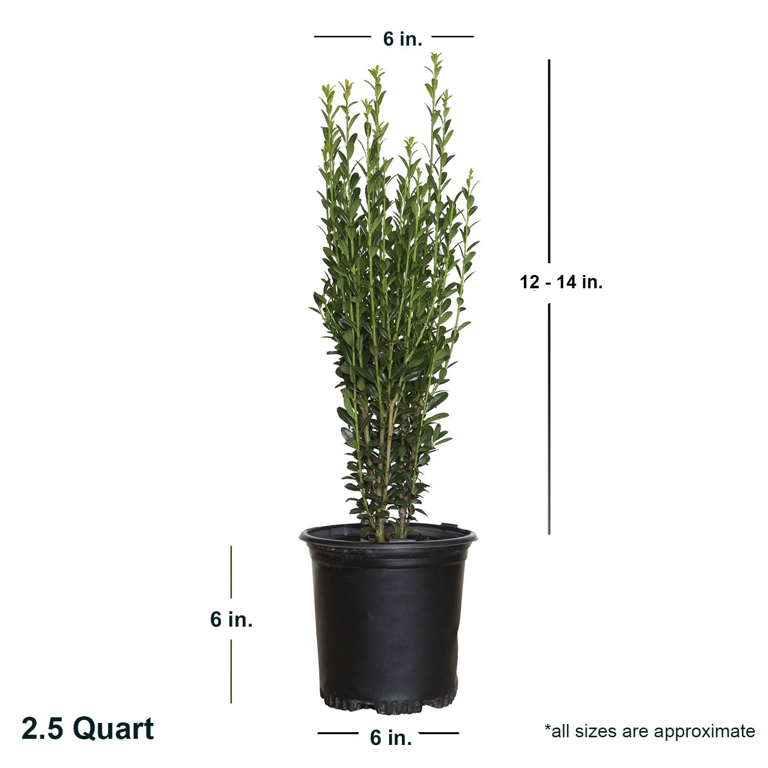 Expert Gardener Sky Pencil Holly (2.5 Quart) Narrow and Upright Evergreen Shrub - Full Sun Live Outdoor Plant