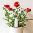 thumbnail image 2 of LOVIVER Portable Plant Grass Soil Fertility Smart Tester Sensor Detector Indoor Outdoor, 2 of 8