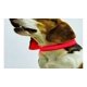 thumbnail image 1 of Collar De Luz Led De Usb Recargable Mascota Perro Gato, 1 of 4