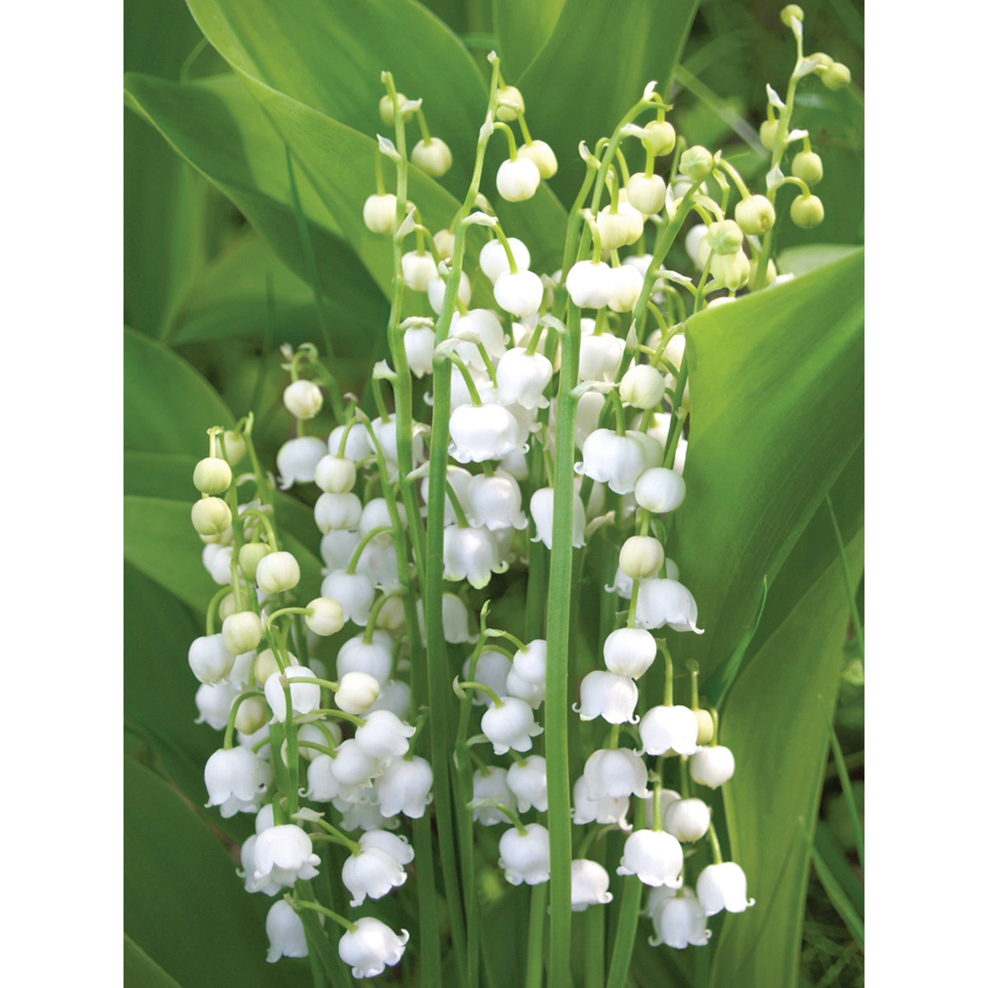 Van Zyverden Lily of the Valley Set of 10 Plant Roots White Part Shade