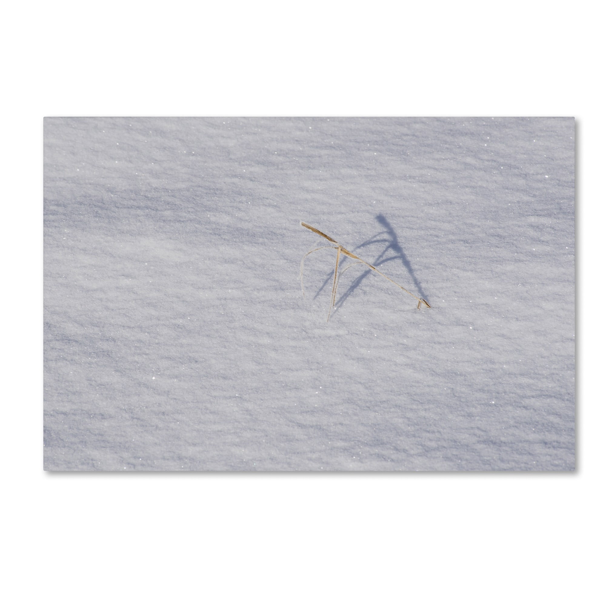 Trademark Fine Art "Winters Bleak Beauty" Canvas Art by Kurt Shaffer