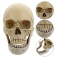 thumbnail image 3 of 1 modelo de cráneo humano para decoraciones de Halloween., 3 of 3