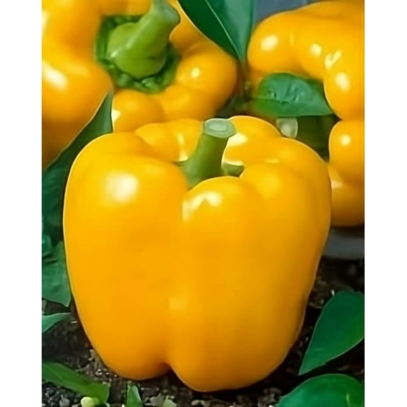 Pepper Sweet Golden Cal Wonder Heirloom Vegetable by Seed Kingdom Bulk 1 OZ Seeds