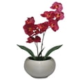 thumbnail image 2 of Elementals Moth Orchid Fuchsia Plant, 2 of 2