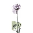 thumbnail image 2 of Cyclamen in Purple Poster Print by Albert Koetsier (8 x 24), 2 of 2
