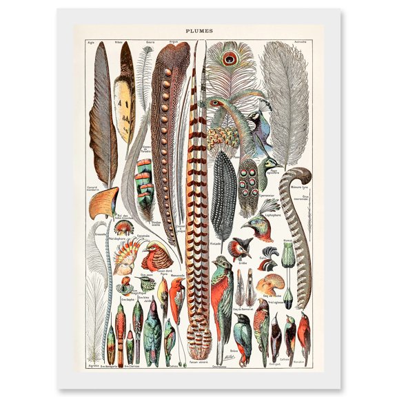 Millot Encyclopedia vintage Birds Feathers Plumage Nature Artwork Framed Wall Art Print A4