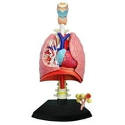 TEDCO 4D Respiratory System Model