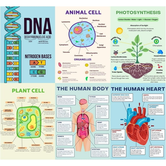 6 Biology Posters for Classroom, 10x14in Matte-Laminated Educational Biology Posters for High School - Classroom, School Hallways, Bulletin Boards, Home Study Room