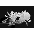 thumbnail image 3 of Schell, Jennie Marie 24x17 Black Modern Framed Museum Art Print Titled - Star Magnolia Flowers Black and White, 3 of 5