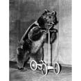 thumbnail image 2 of Circus Bear From 1942.. Courtesy Csu Archives  Everett Collection History (18 x 24), 2 of 2