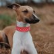 thumbnail image 5 of Collar de perro, collar de doble lona de grande fuerte, collar de perro de , resistente a , collar de perro para viajar - L rojo, 5 of 9