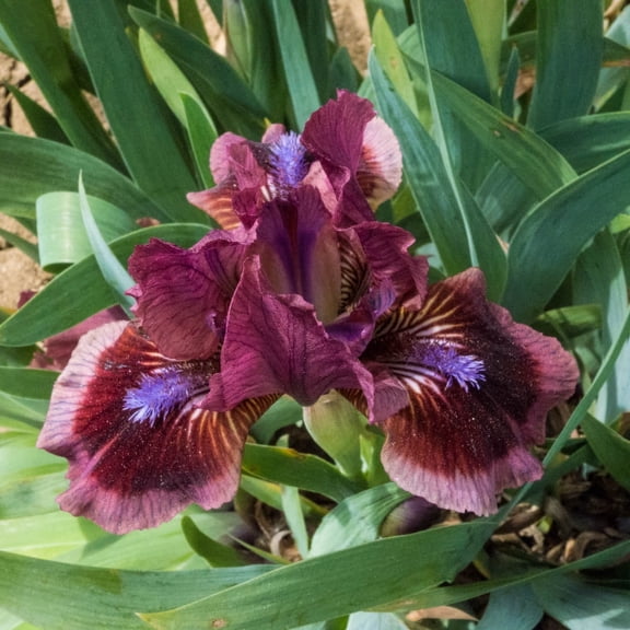 Direct Gardening Cat's Eye Bearded Iris 3 Bare Root Perennial Rhizomes