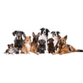 thumbnail image 5 of Natural Anti-Flea Pet Shampoo, 5 of 5