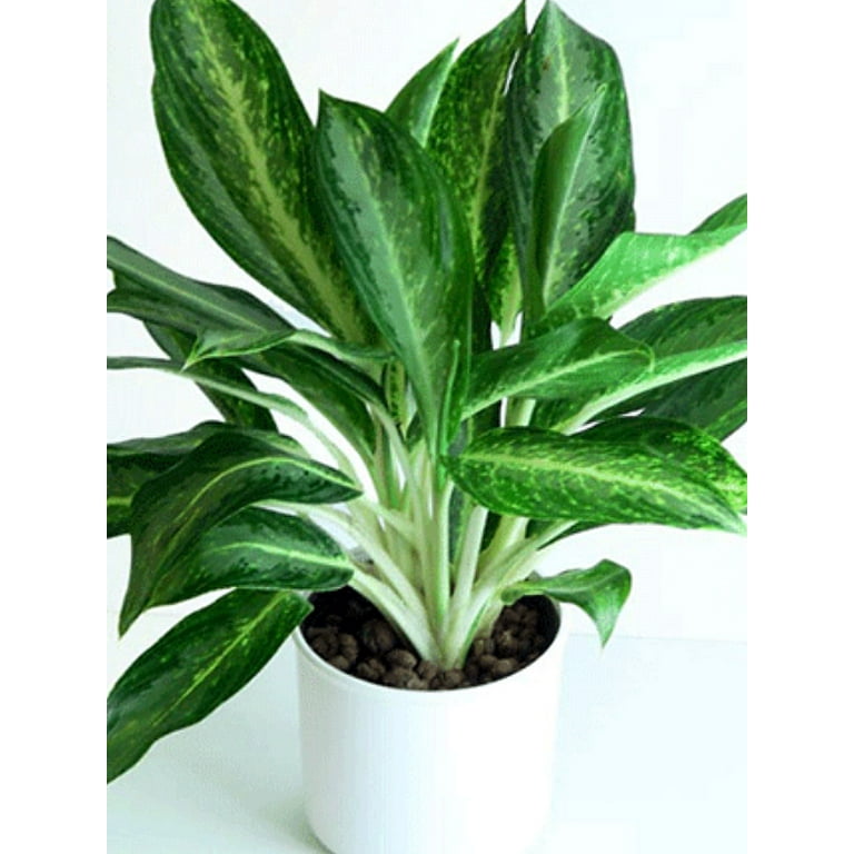 まるみ 　Aglaonema Cochin White Aglaonema White Cochin — My Premium Plants Store